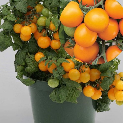 Solanum lycopersicum 'Aztek' - Harilik tomat 'Aztek' P9/0,55L